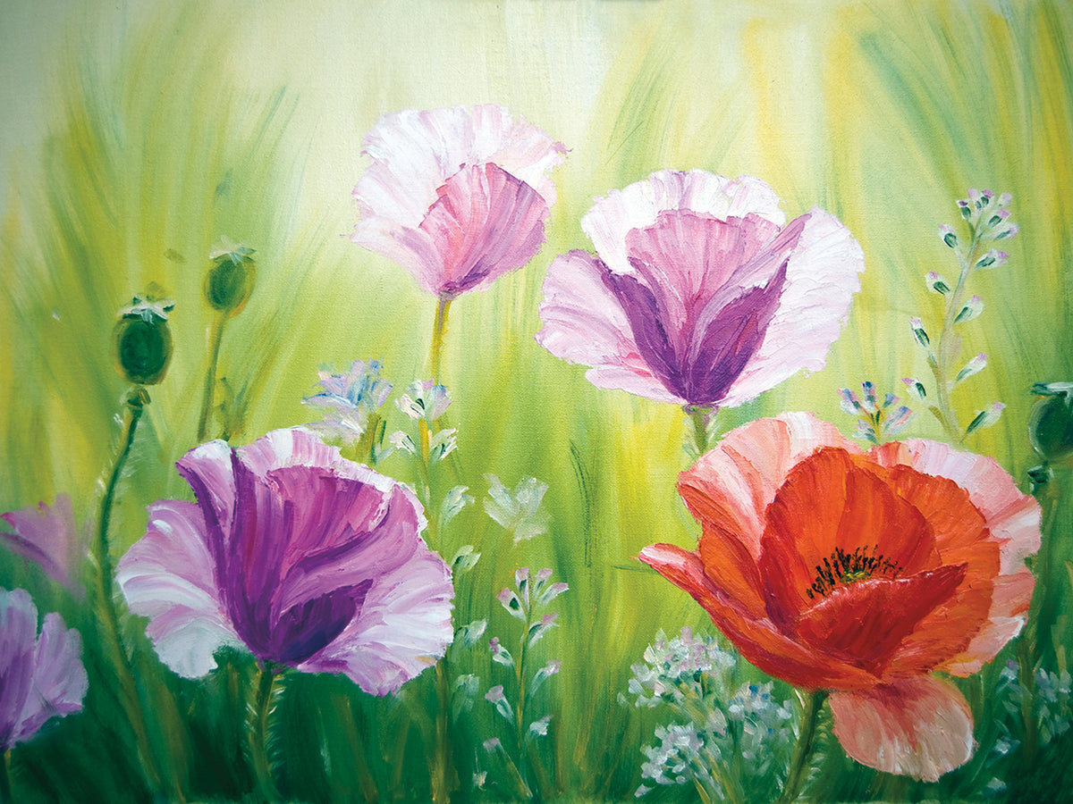 Dawning Colors Poppies