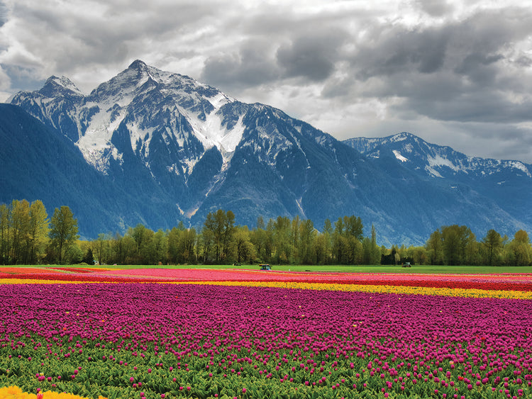 Majestic Mountain Tulips