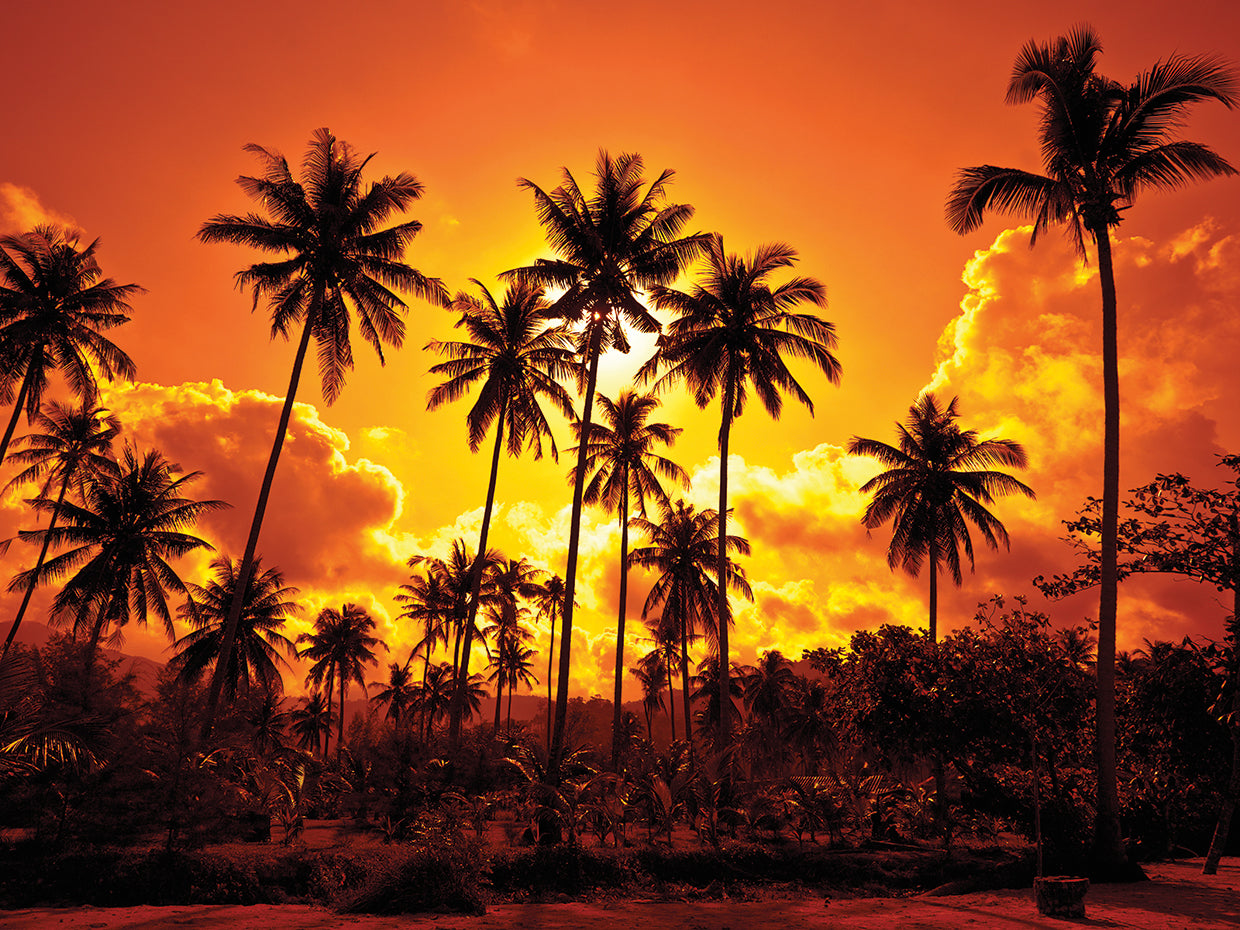 Thai Sunset Coconut Palms