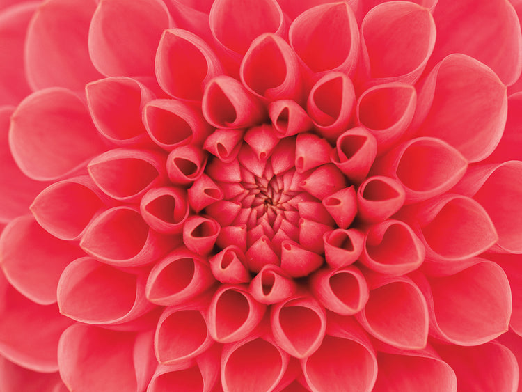 Arte en lienzo de primer plano de dalia rosa intenso