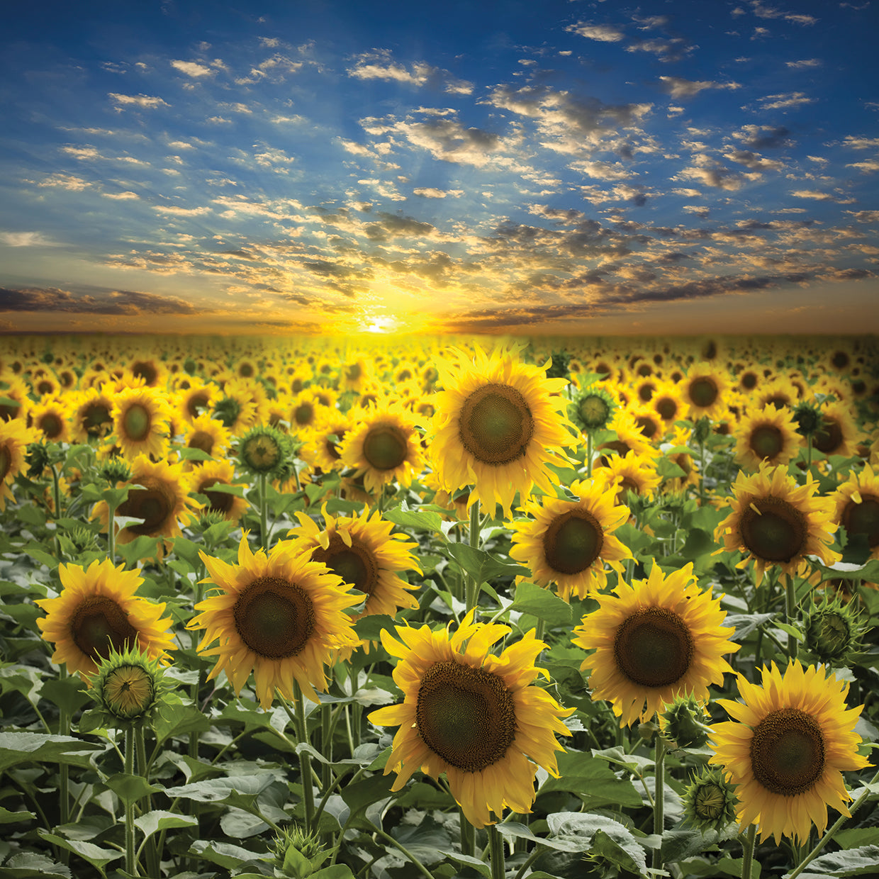 Girasoles cantan al atardecer Lienzo