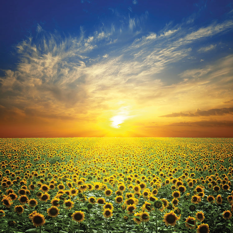 En un día despejado se pueden ver girasoles en lienzo
