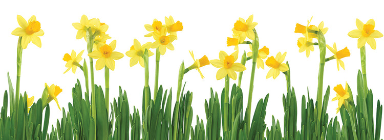 Arte de la lona de los narcisos que brotan