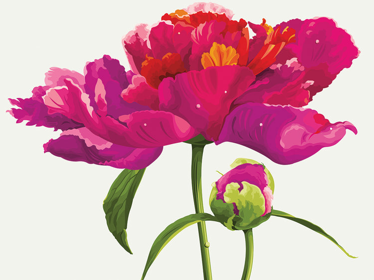 Pink Passion Luxury Peony