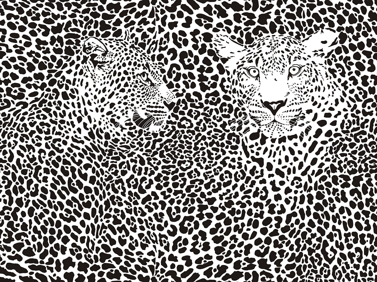 Two Leopards Spotted Me