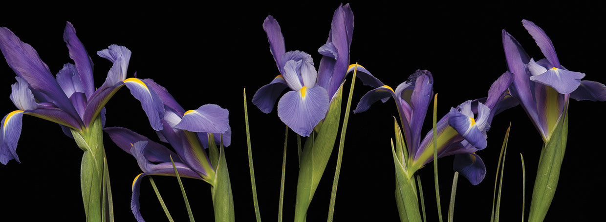 Arte de la lona del jardín del iris de medianoche
