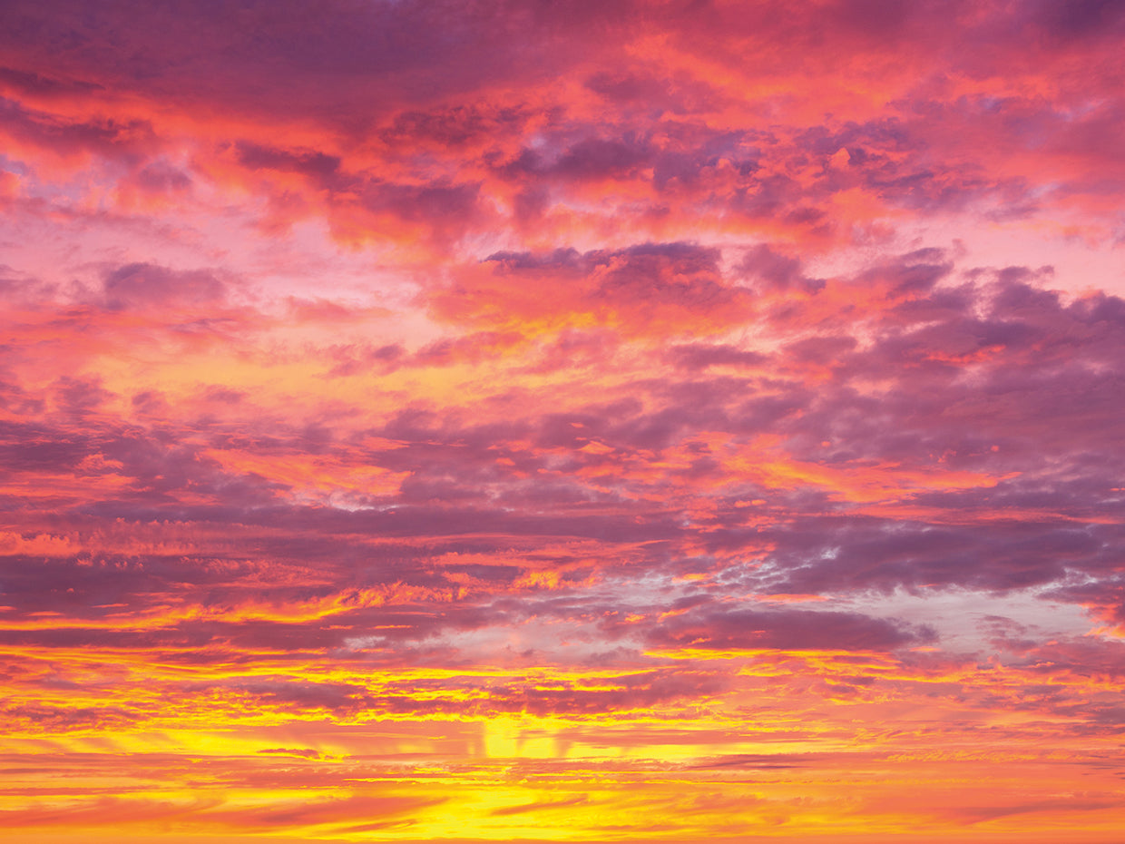 Purple Parade Sunset