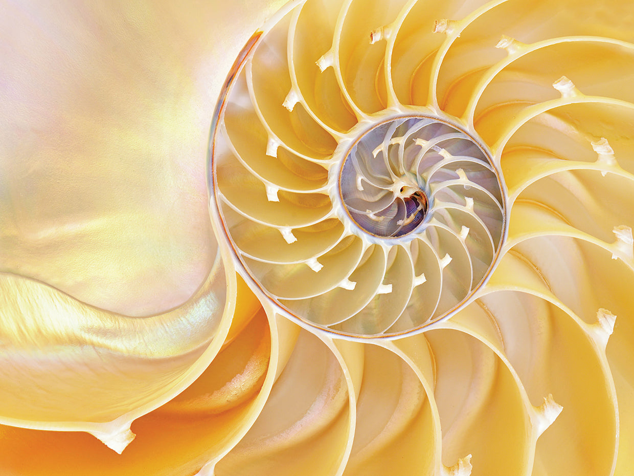 Ivory Nautilus Shell Swirl