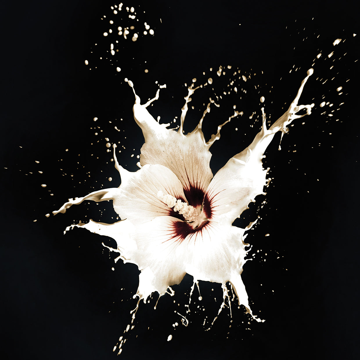 Milky Moonlit Hibiscus