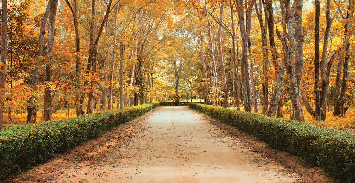 Park Pathway to Autumn
