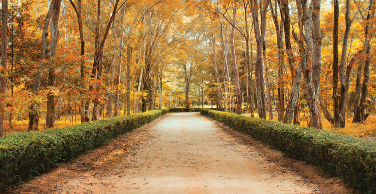 Park Pathway to Autumn