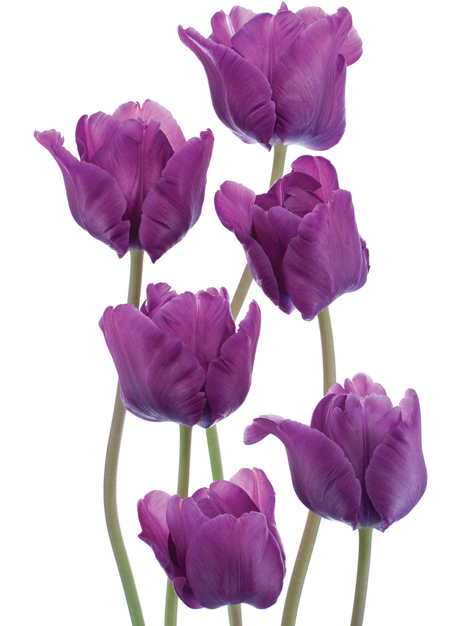 Cuadro en lienzo Crecer tulipanes morados