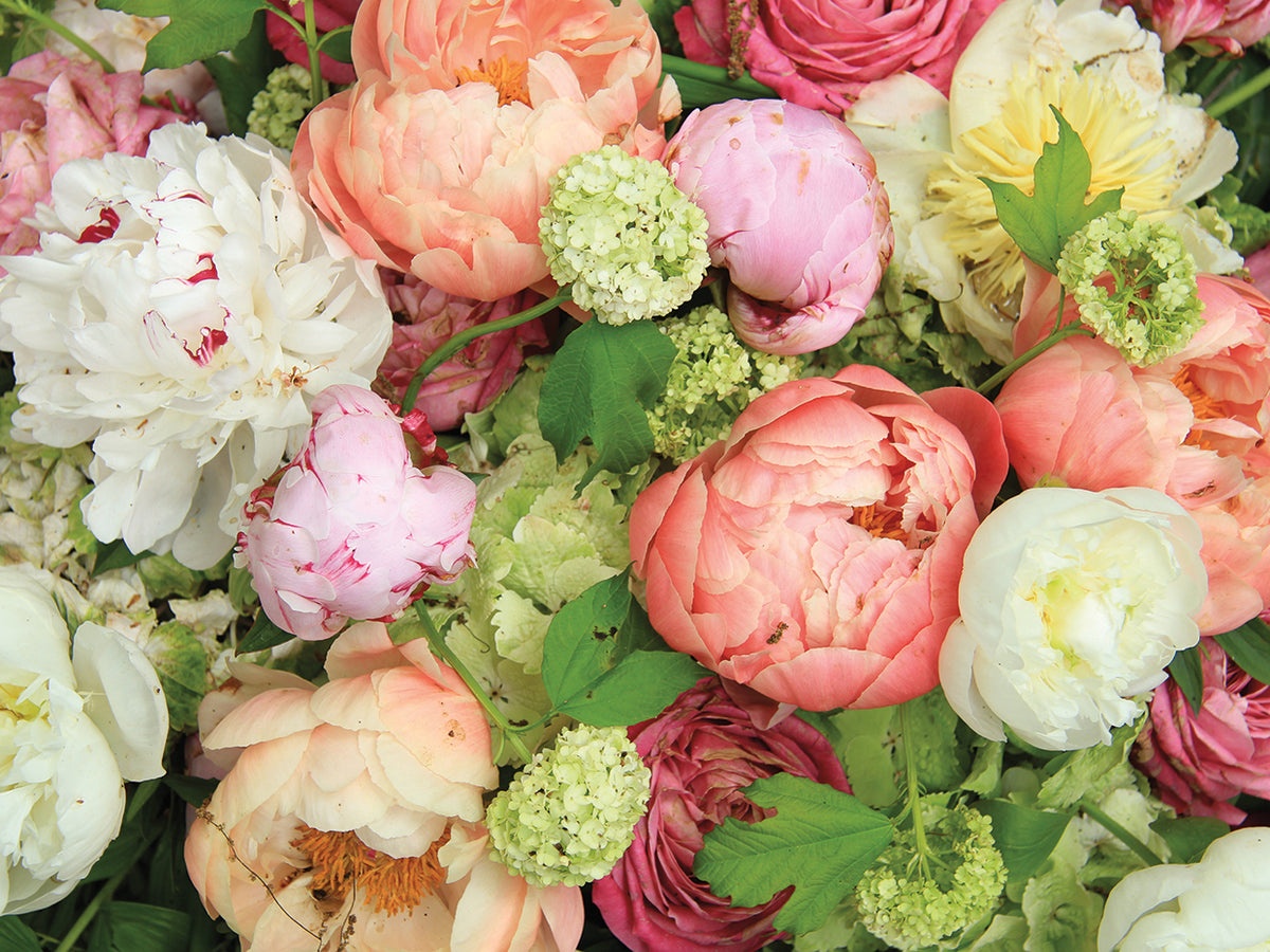 Wedding Day Peonies