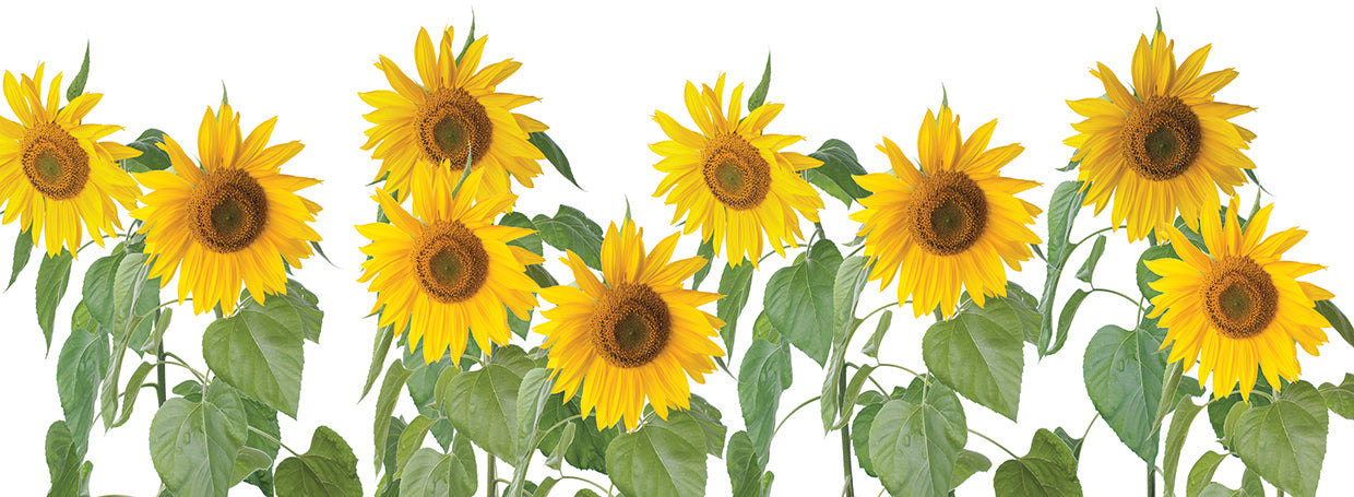 Arte de la lona de los girasoles de la energía solar