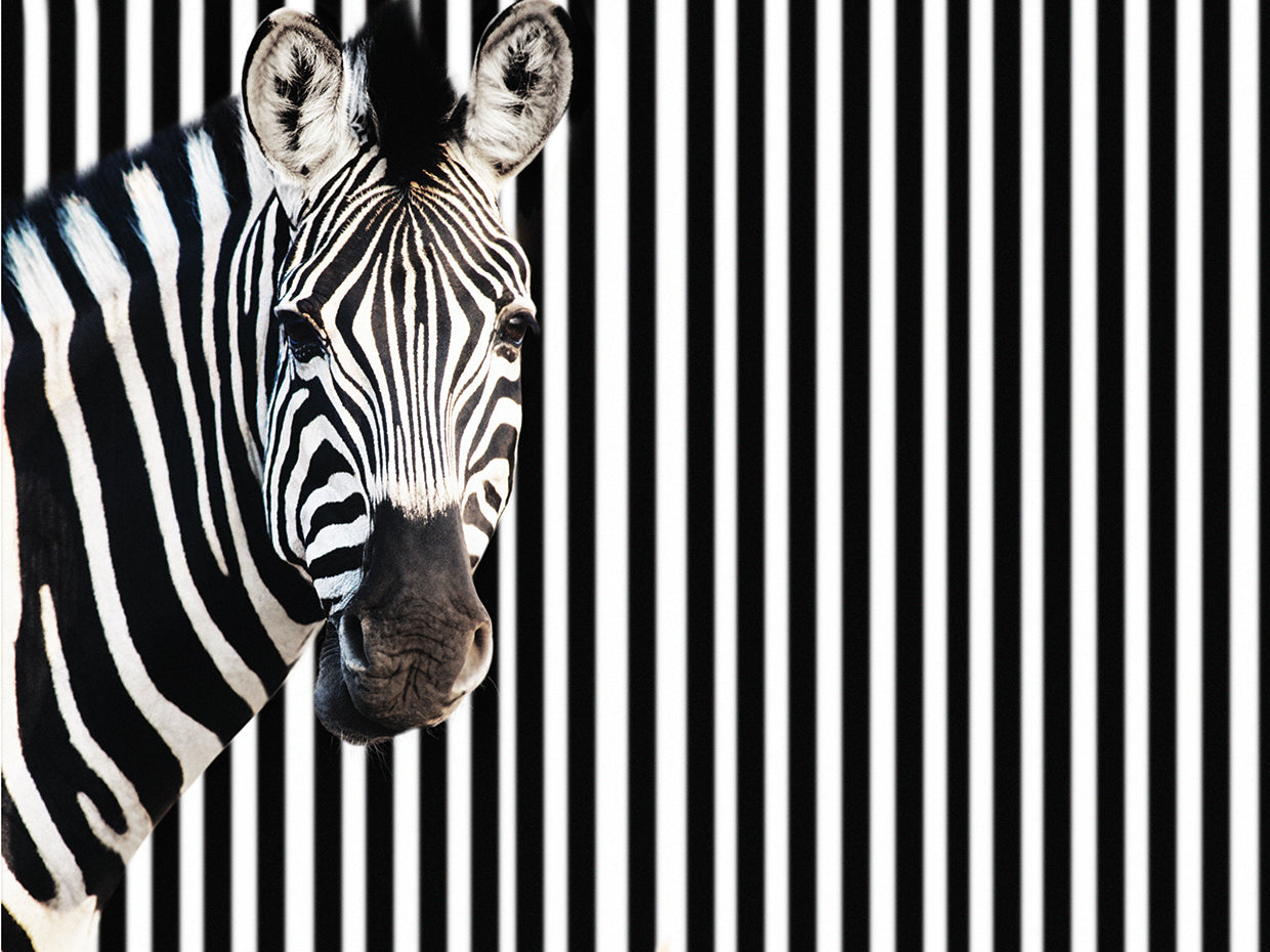 Zebra Stripes on Stripes by DP Gallery is a black and white wild animal fine art photograph printed on canvas or framed canvas