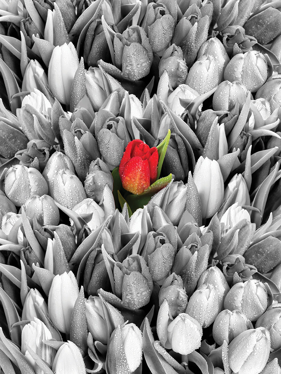 Everyone is Special Tulip