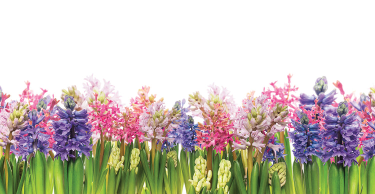 Arte de la lona de la bandera del jardín de la primavera del jacinto