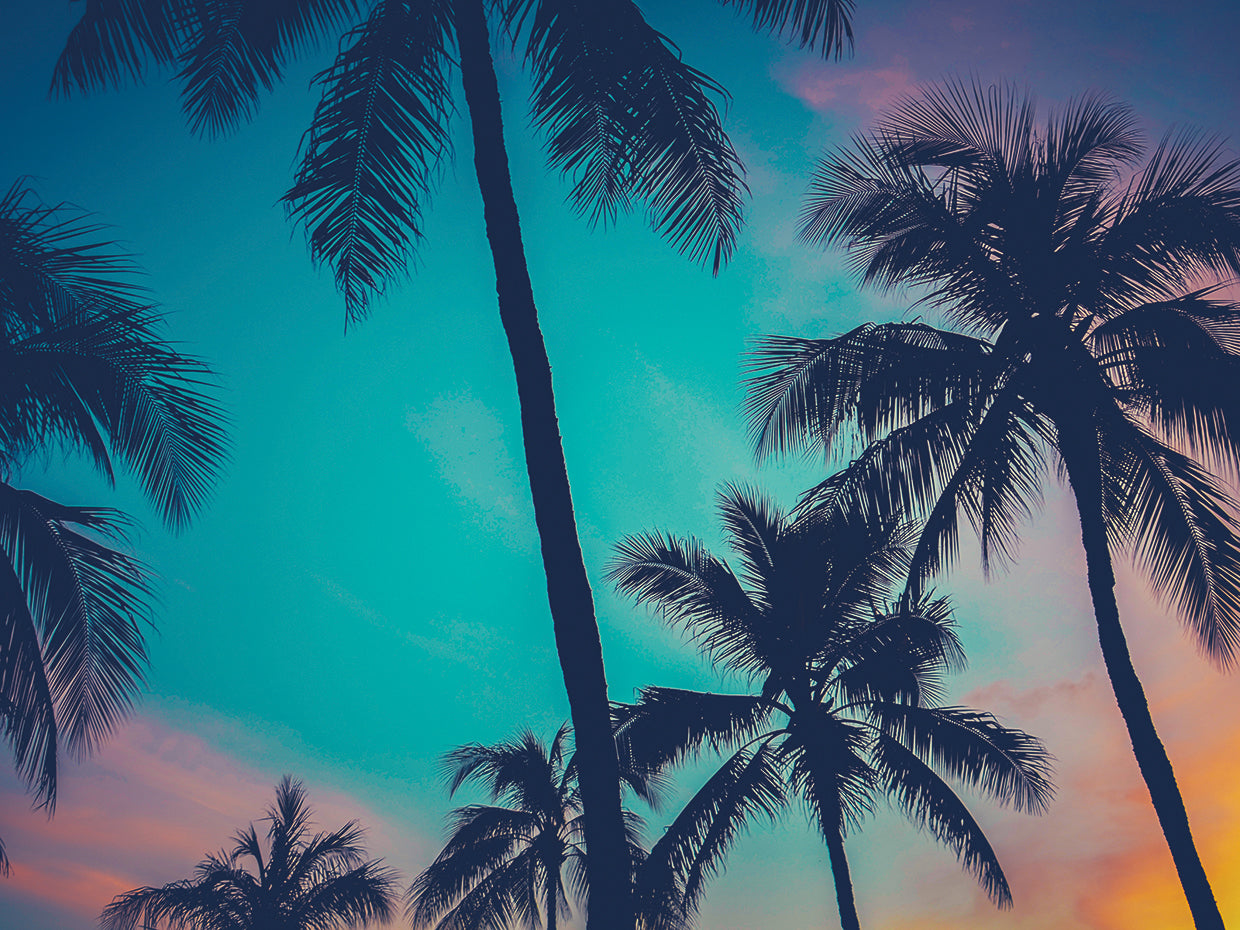 Arte de la lona de las palmeras mágicas de Miami