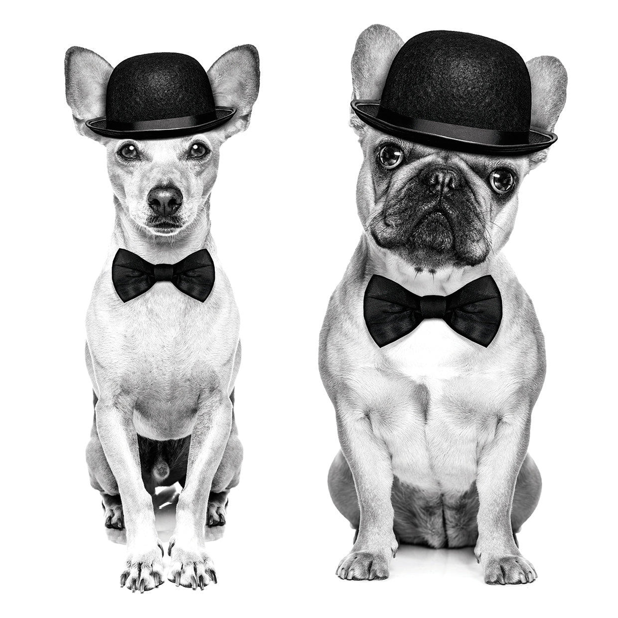 Retro Comedy Dog Duo