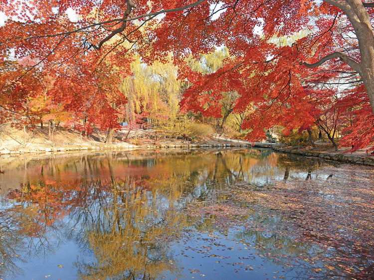 Autumn Japanese Scarlet Maple