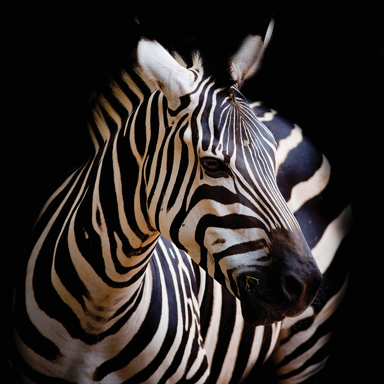 Zebra Stripes Turn Portrait