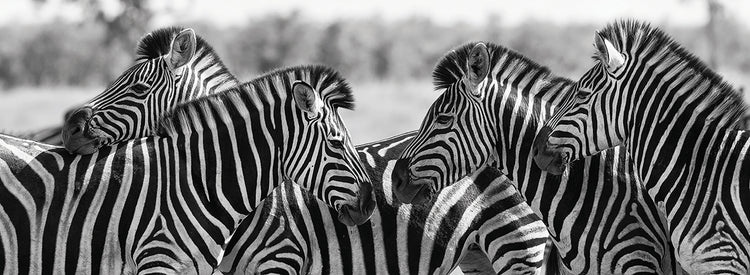 Zebra Zoom Reunión Lienzo Arte