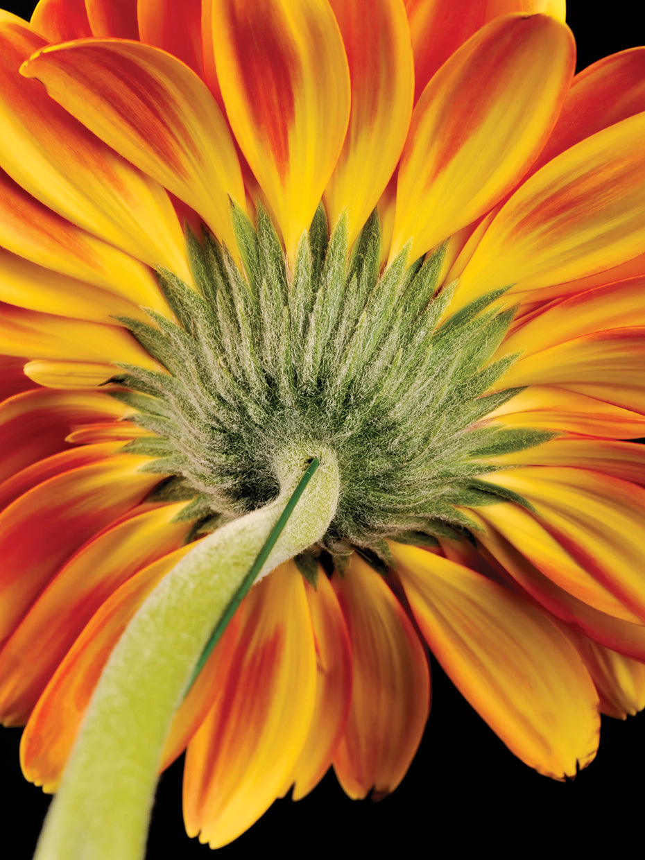 Mermelada Naranja Gerbera Lienzo