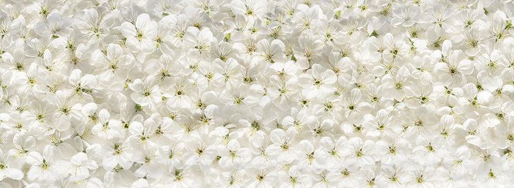 Arte de lienzo de alfombra de flor de cerezo blanco