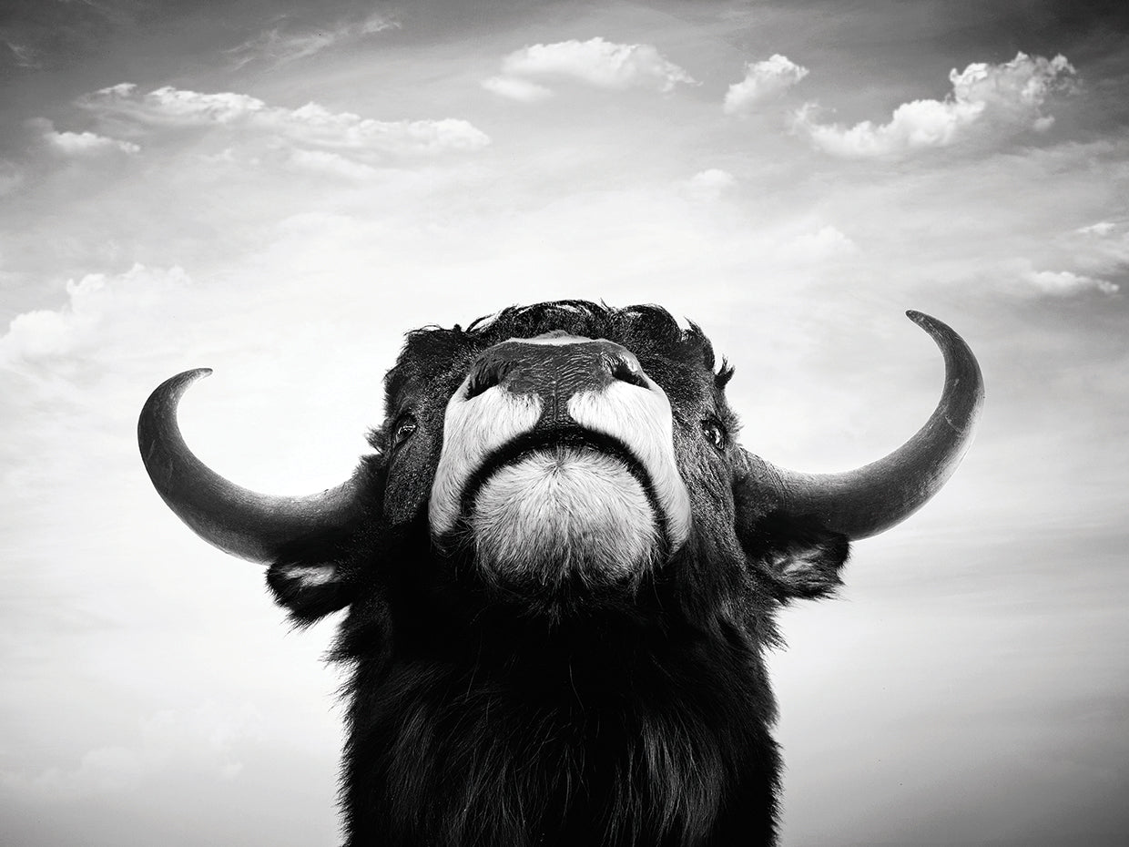 Looking Up Shaggy Bull