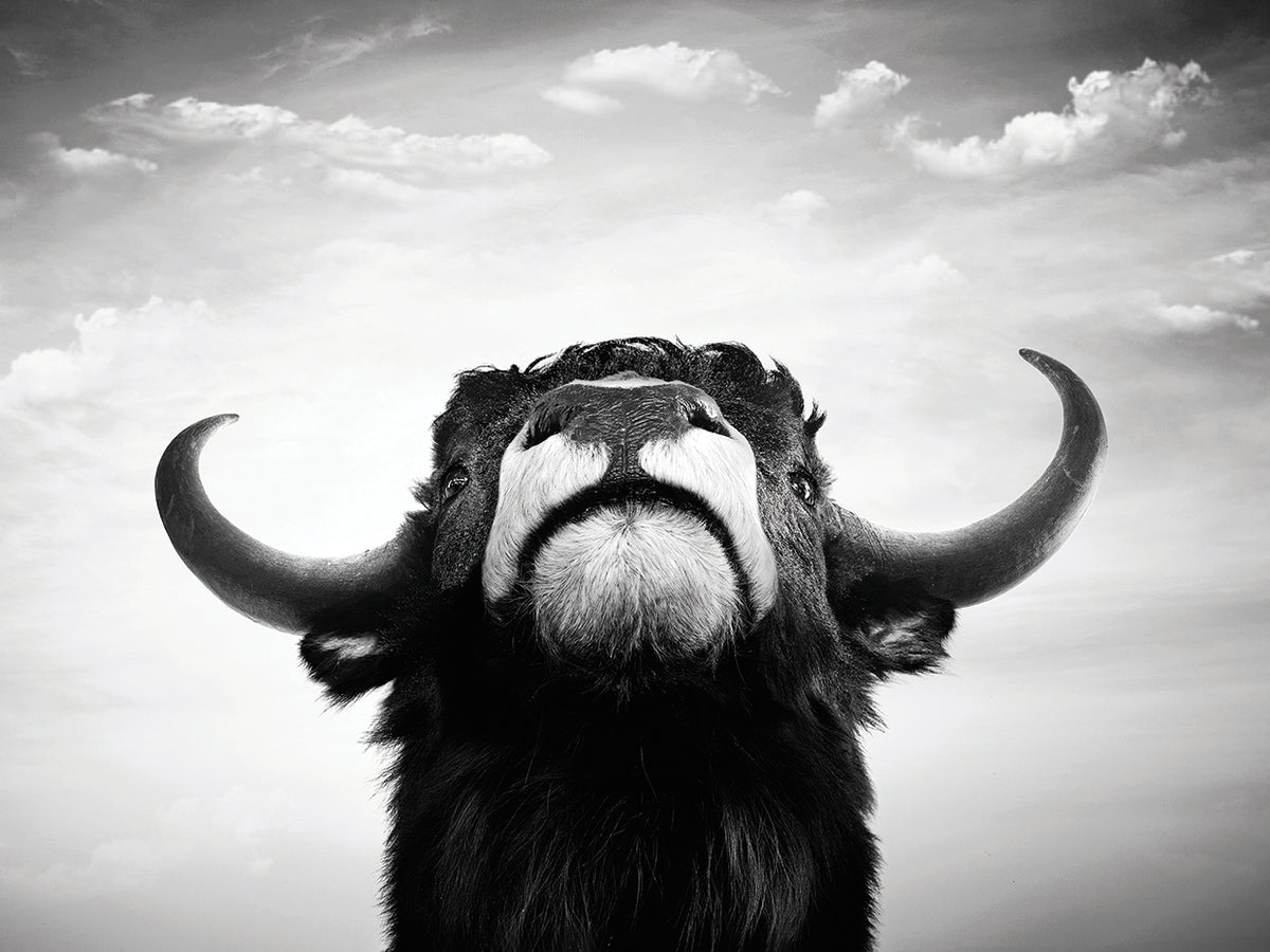 Looking Up Shaggy Bull