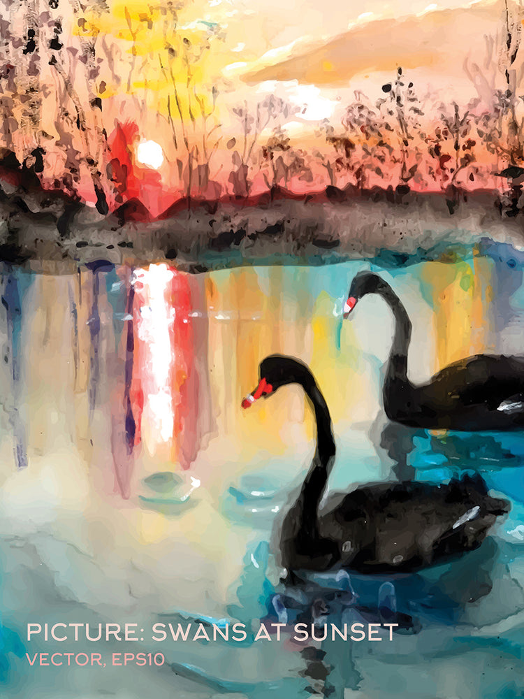 Black Swan Sunset Duo