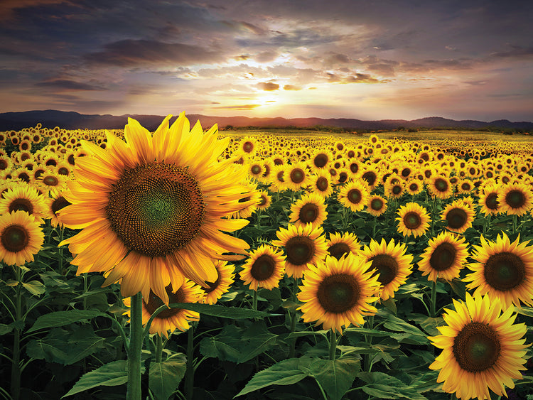 Sigue el lienzo de girasoles