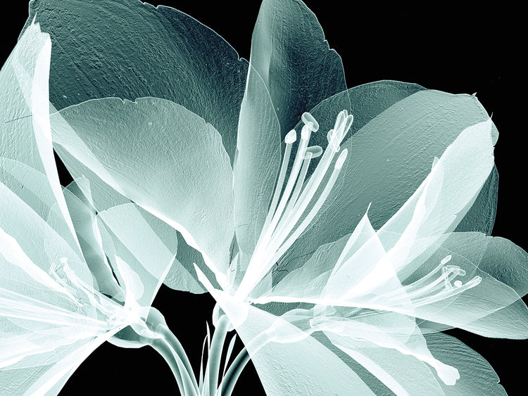 Arte de lienzo de flores de plata transparente