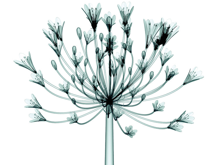 Arte de lienzo de planta floreciente de vidrio negro