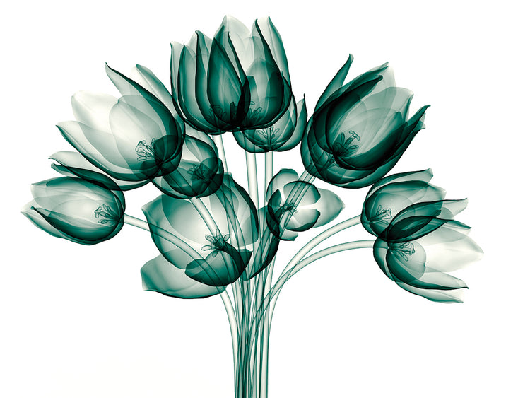 Arte de la lona del ventilador del tulipán de la radiografía