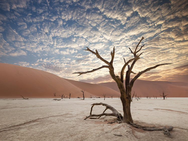 Arte africano de la lona del árbol del desierto de Salt Lake