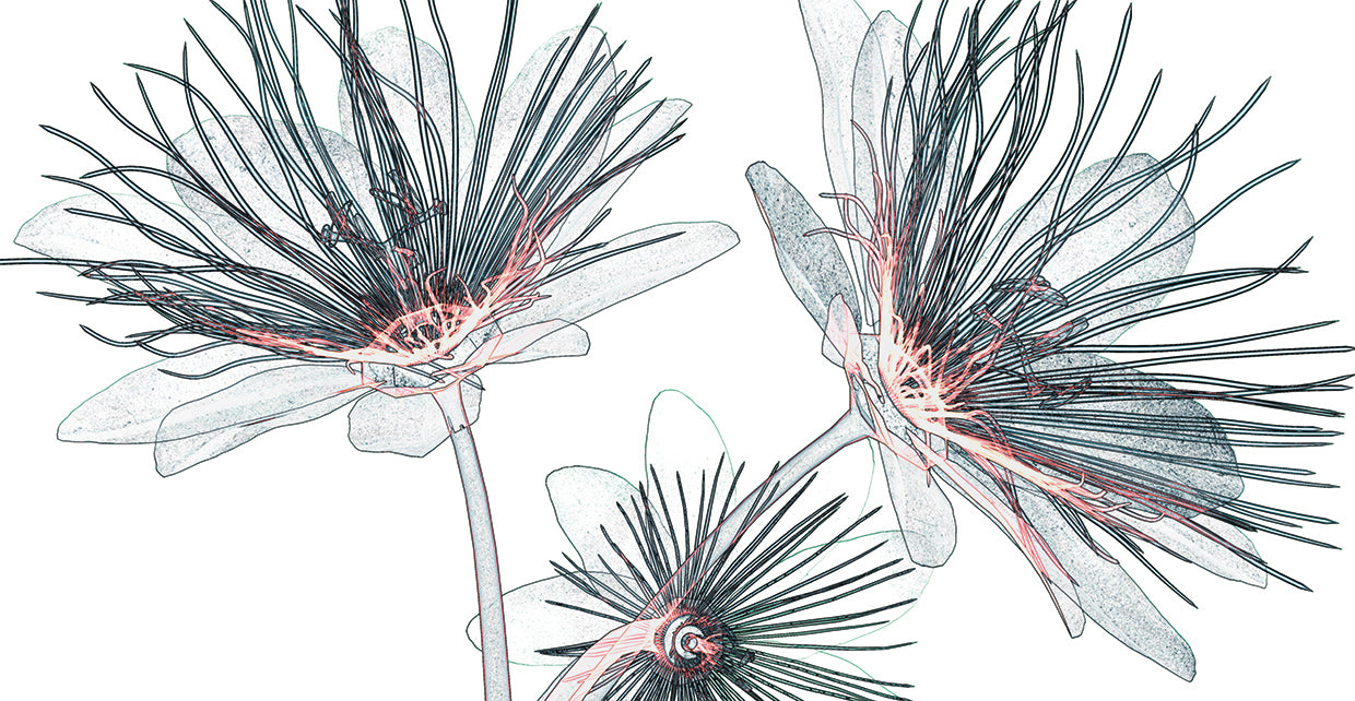 Arte de la lona de los contornos del trío de la flor de la pasión