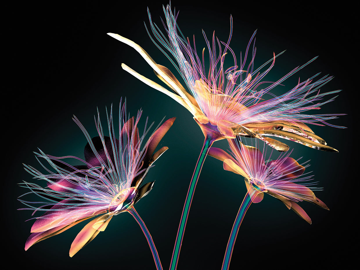 Arte de la lona del resplandor del arco iris de la flor de la pasión