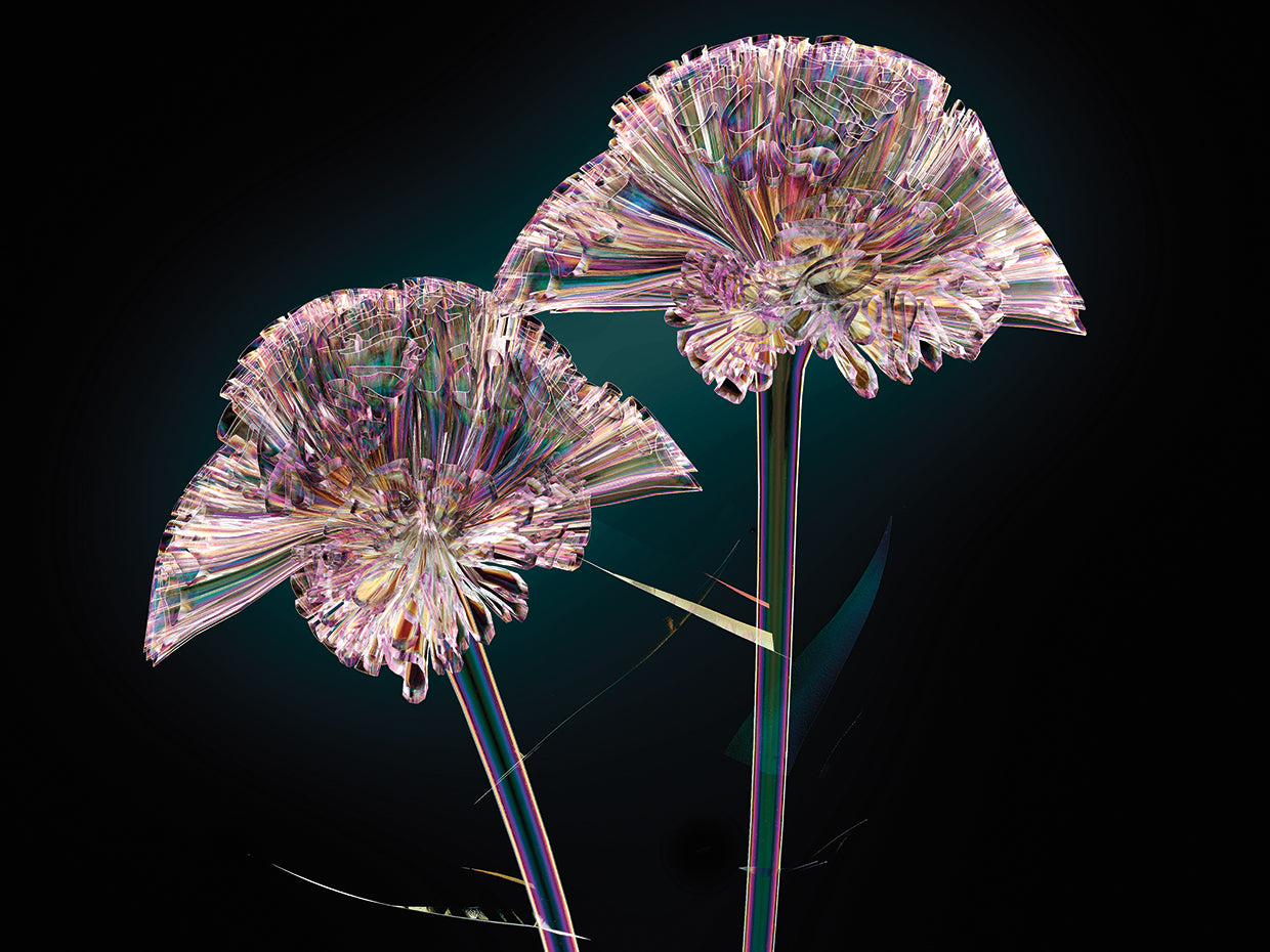 Arte colorido de la lona de las flores de Coxcomb