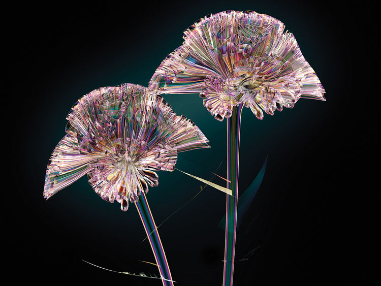 Arte colorido de la lona de las flores de Coxcomb