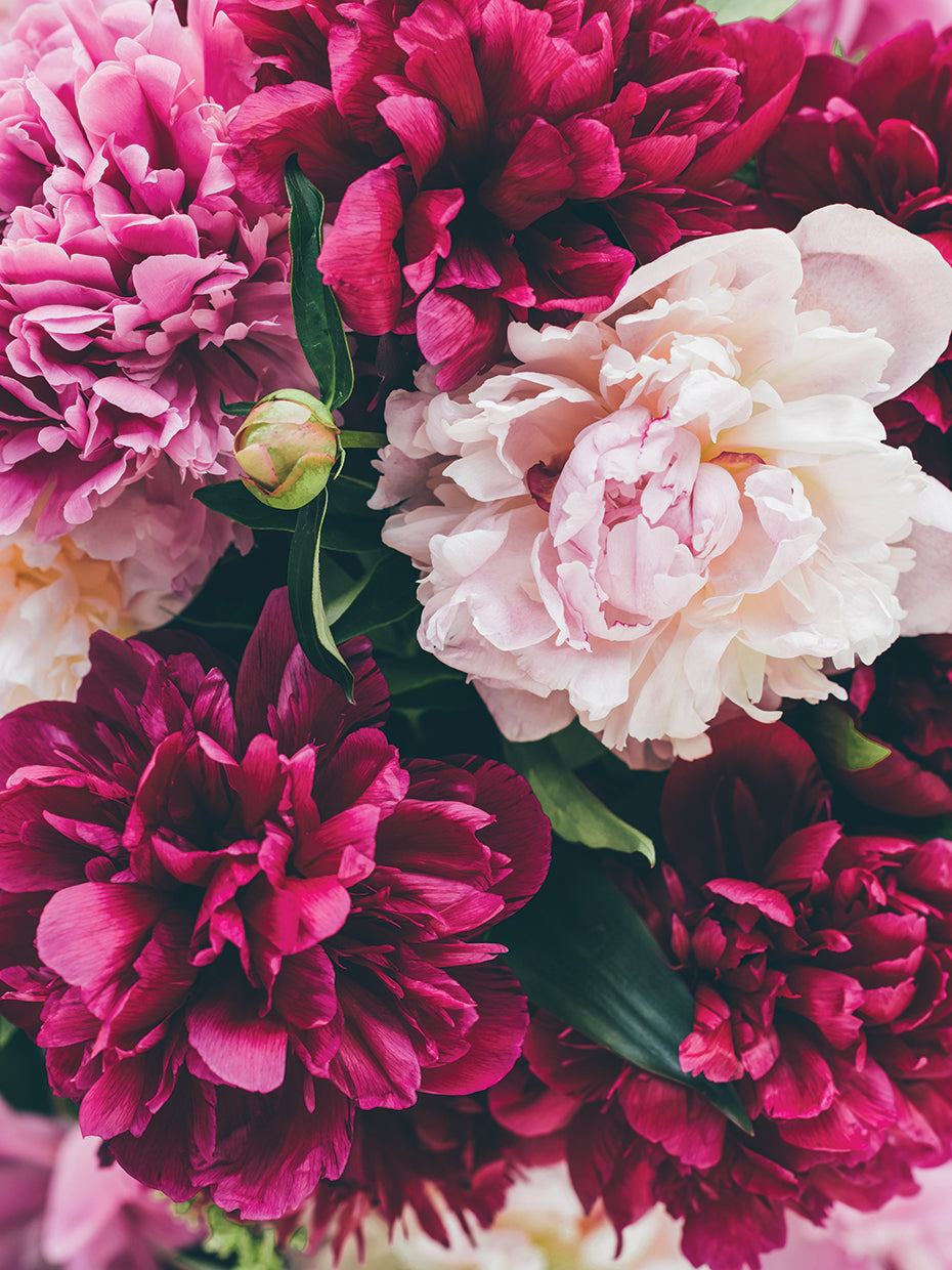 Pick Me Up Some Peonies