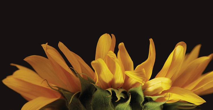 Arte de la lona de los girasoles del lado soleado