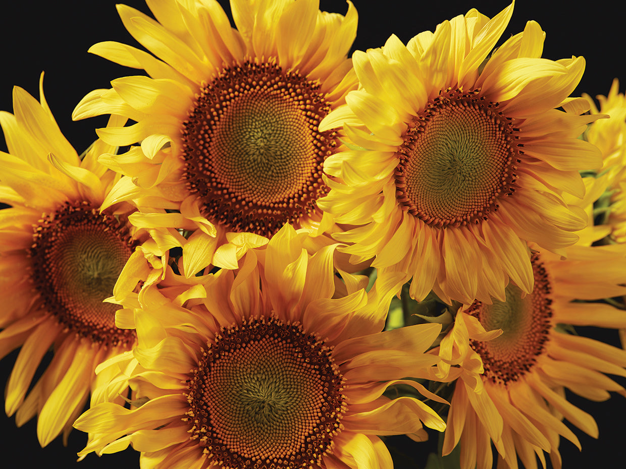 Frente a mí Girasoles Lienzo