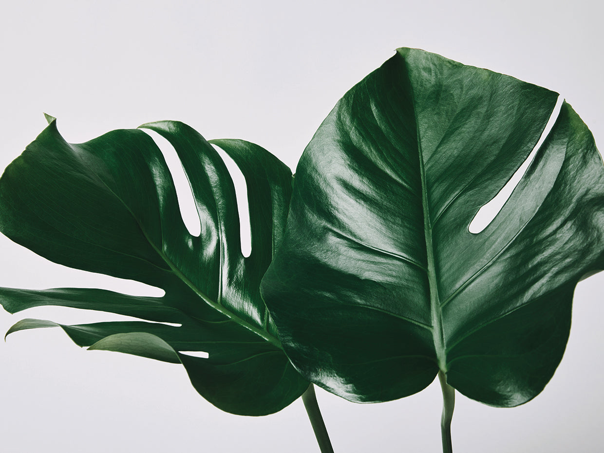 Arte de lienzo de hojas tropicales brillantes grandes