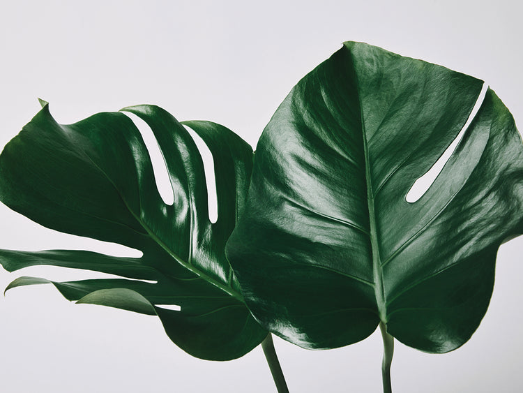 Arte de lienzo de hojas tropicales brillantes grandes
