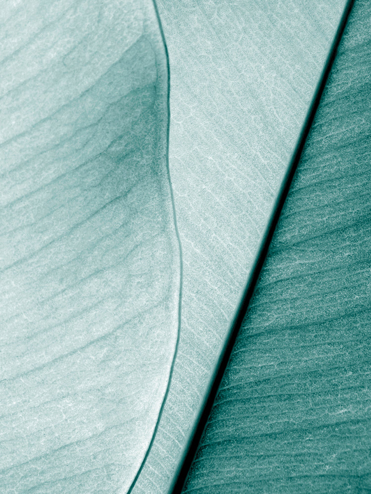 Hermoso lienzo de hoja azul verde azulado