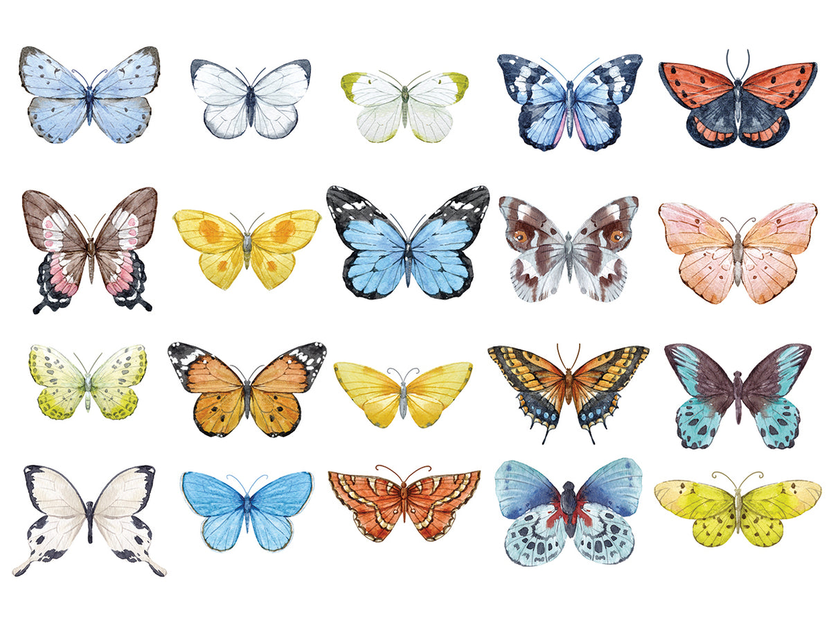 Butterflies Fill the Garden