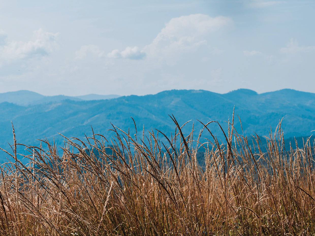 Golden Barley Field