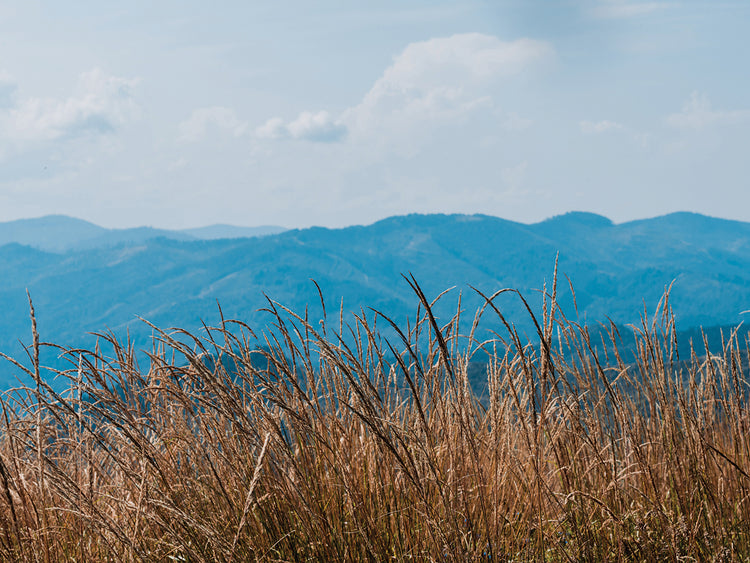 Golden Barley Field