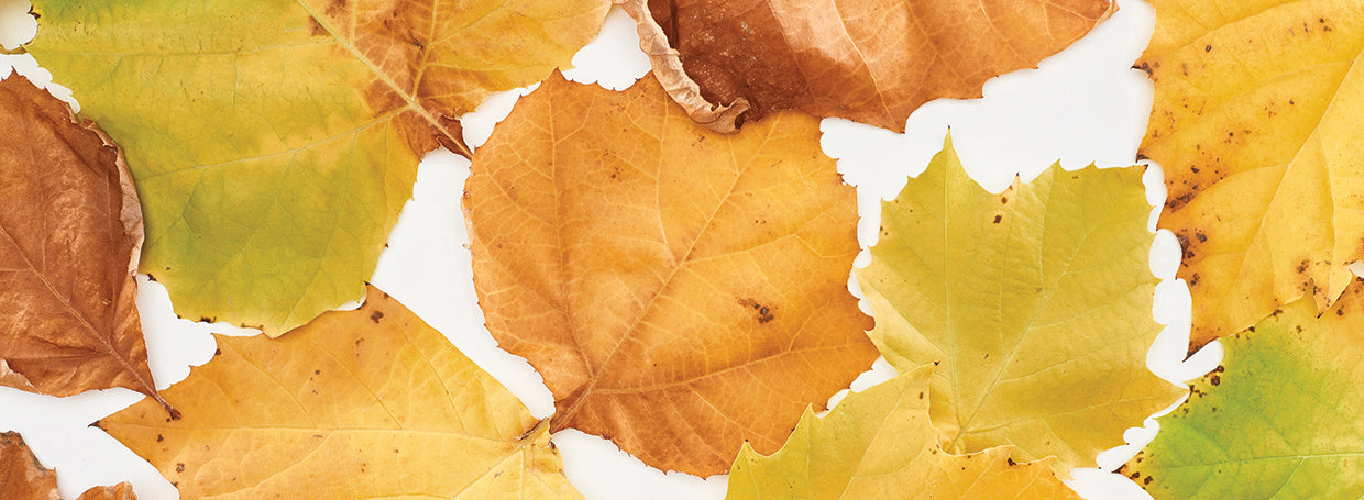 Sweet Autumn Maple Leaves